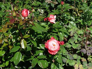 Rosen