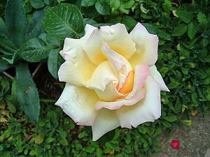 Rosen