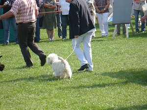 Hunde auf Possen