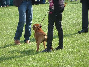 Hunde auf Possen