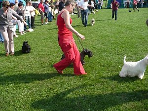 Hunde auf Possen