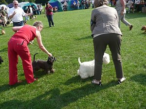 Hunde auf Possen