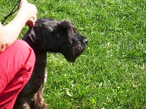Hunde auf Possen