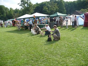Hunde auf Possen
