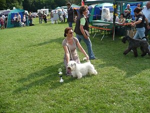 Hunde auf Possen
