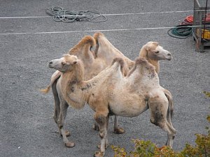zirkusaufbau