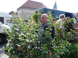 Herbstpflanzenmarkt