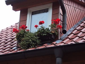 Frankenh&auml;user Bl&uuml;tensommer