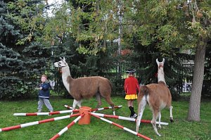 "Vielfalt tut gut" - Stra&szlig;enfest beim Falken