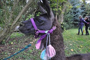 "Vielfalt tut gut" - Stra&szlig;enfest beim Falken