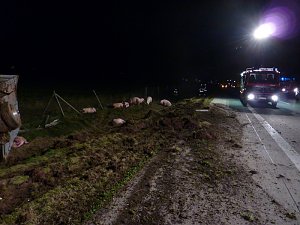 Tierischer Unfall