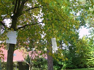 Fest gefeiert