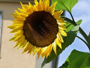 LGS-Herbst