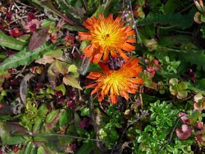 LGS-Herbst