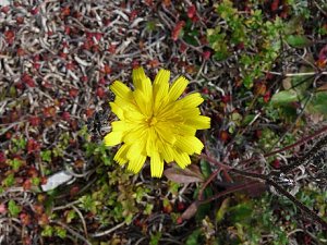 LGS-Herbst
