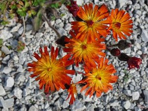LGS-Herbst