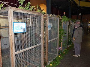 Vogelausstellung in Sondershausen