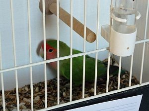 Vogelausstellung in Sondershausen