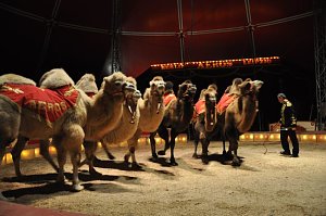 Zirkus Aeros in Nordhausen