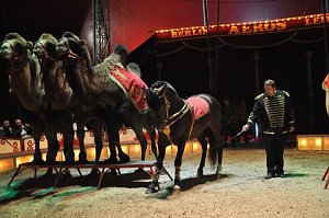 Zirkus Aeros in Nordhausen