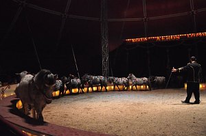 Zirkus Aeros in Nordhausen