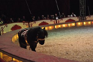 Zirkus Aeros in Nordhausen