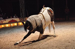 Zirkus Aeros in Nordhausen