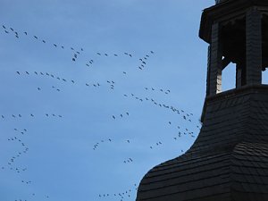 Kraniche &uuml;ber Friedrichsrode