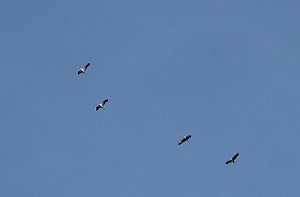 Kraniche &uuml;ber Friedrichsrode