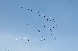 Kraniche &uuml;ber Friedrichsrode