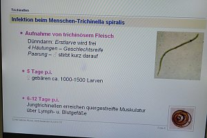 Trichinenlabor offen