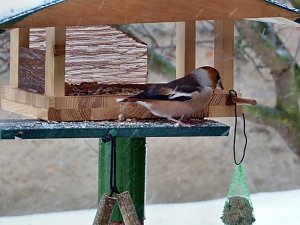 Besucher zum Advent