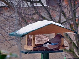 Besucher zum Advent