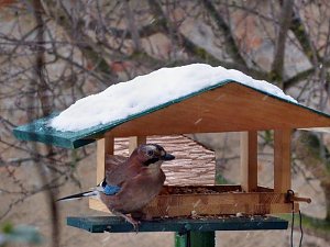 Besucher zum Advent