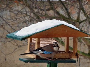 Besucher zum Advent