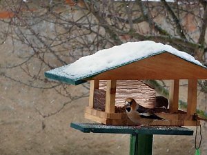 Besucher zum Advent