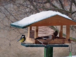Besucher zum Advent