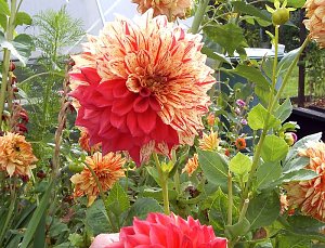 Gartenfreuden