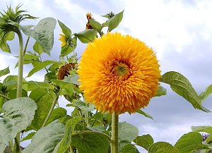 Gartenfreuden