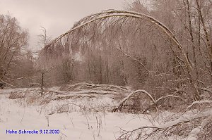 Bilder aus dem Wald