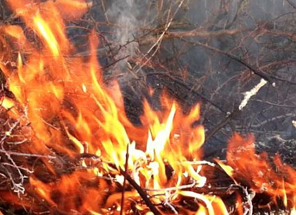 Bild: Fl&auml;chenbrand oberhalb von Niedersachswerfen