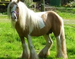 Bild: Pferd wird vermisst