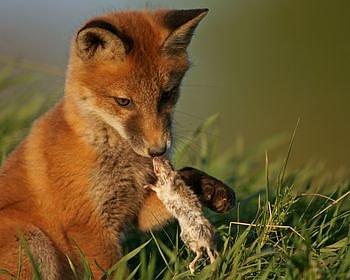 Bild: Fuchs mit Maus