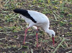Bild: A277