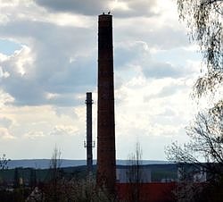 Bild: Neugierige Tiere