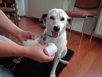 Bild: Zertifikat f&uuml;r Sondersh&auml;user Hundeschule