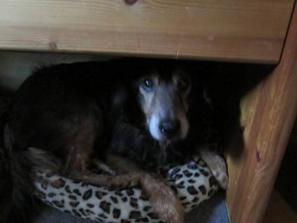 Bild: Betagter Hund