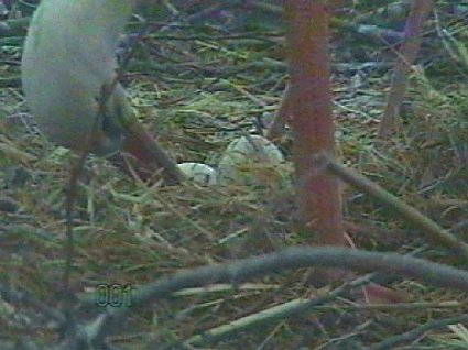 Bild: Neues aus dem Nest