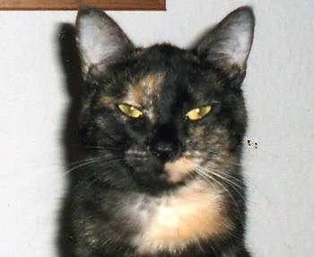 Bild: Gesucht: Emmi-Lou