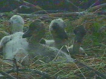 Bild: Da guckt der Nachwuchs
